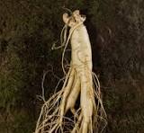 contoh fofo ginseng
